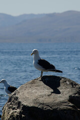 bird of patagonia, seagull on a stone