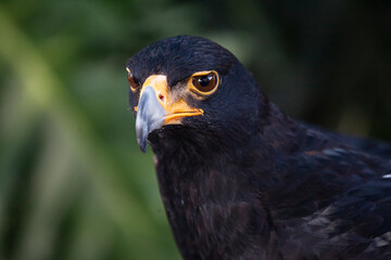 portrait of a Verreaux eagle