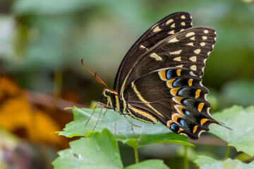 Fototapeta na wymiar Palamedes Swallowtail Butterfly