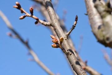 Japanese flowering cherry Kanzan