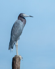 Little Blue Heron Perched on stump near water