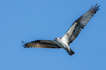 Osprey in flight in clear blue sky