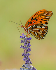 Fototapeta na wymiar Gulf Fritillary Butterfly Perched on Purple Flower