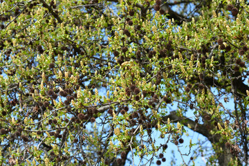 American sweetgum