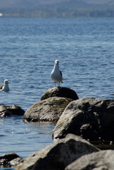seagull from the front leaning on a stone with a lake in the background