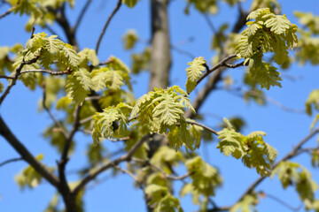 Northern red oak