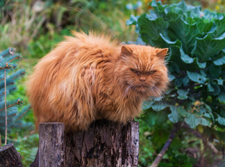 Naklejka na ściany i meble Angry fluffy red orange cat lie on the log among green grass outdoors in garden in nature