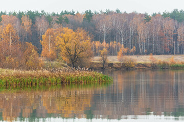 Colorful trees and their reflection in the water of a lake in autumn. Luchovitsy, Moscow region, Russia