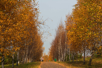 Deciduous trees with colorful green, yellow, orange, golden leaves. Autumn, seasons, environment