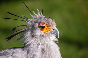 portrait of a Secretary Bird