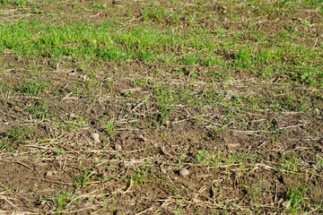Feldbrache mit brauner Erde und einzelnen Grasbüscheln bei Sonnenschein