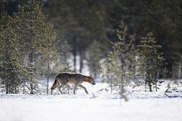 Shy gray wolf walking in the white winter snow in the forest - obrazy, fototapety, plakaty