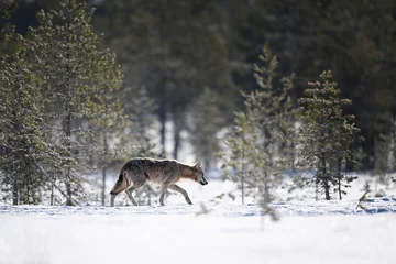 Tuinposter Shy gray wolf walking in the white winter snow in the forest © PetrDolejsek