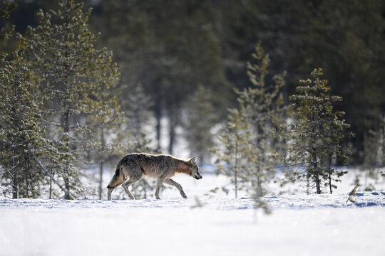 Shy gray wolf walking in the white winter snow in the forest