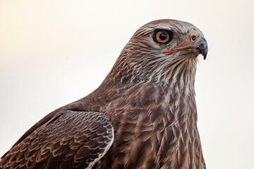 Yellow billed kite