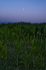 Obraz premium Plantación de Panochas anochecer. 