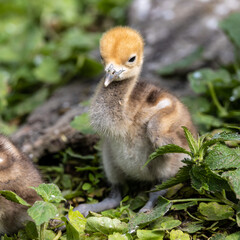 Fototapeta premium Beautiful yellow fluffy Demoiselle Crane baby gosling, Anthropoides virgo in a bright green meadow