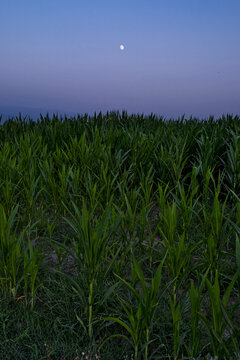Plantaci&oacute;n de Panochas anochecer. 