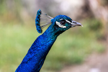 Indian Peacock or Blue Peacock, Pavo cristatus