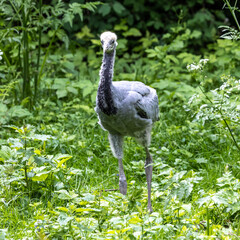 Beautiful yellow fluffy Demoiselle Crane baby gosling, Anthropoides virgo in a bright green meadow