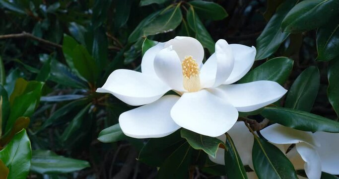 Blooming white magnolia flower sways on a branch in the wind. The concept of ecology, nature, travel, exotic plants. Natural 4K 4096x2160 background.