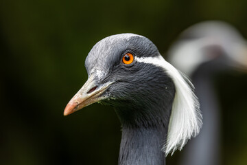 Demoiselle Crane, Anthropoides virgo are living in the bright green meadow during the day time