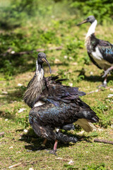 Straw-necked Ibis, Threskiornis spinicollis in the zoo