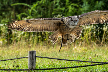Siberian eagle owl, bubo bubo sibiricus. The biggest owl in the world