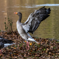 The greylag goose, Anser anser is a species of large goose