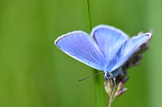 Makroaufnahme von einem blauen Schmetterling (Bl&auml;uling), sitzt auf einem Grashalm