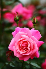 花の女王
