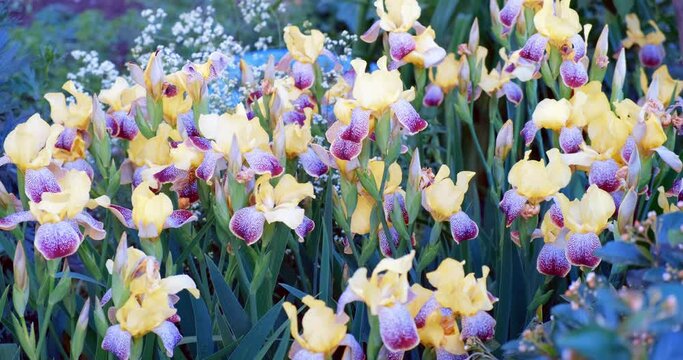 Vibrant yellow Iris Xiphoid flowers bloom beautifully on a garden flower bed in front of a house. Captures floriculture, gardening, natural beauty