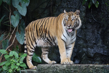 Close up bengal tiger is beautiful animal and dangerous in forest
