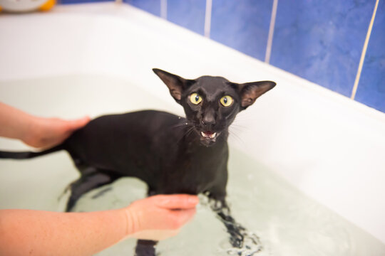 Black cat in water taking bath