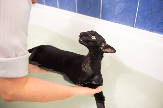 Black cat in water taking bath