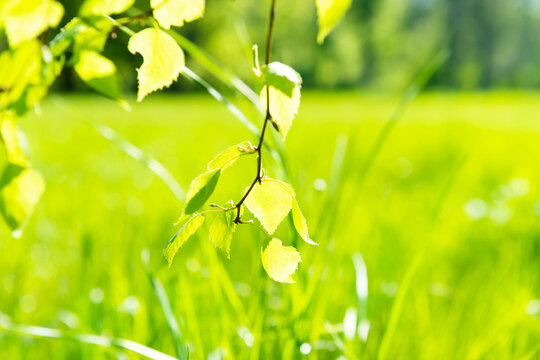 Green leaves on soft green grass