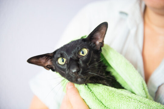 Black wet cat in towel after bath