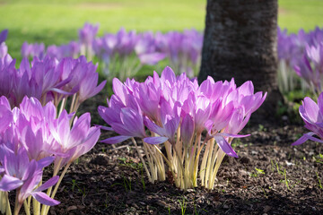 Clumps of pink autumn flowering crocus flowers, Colchium Autumnale, growing in the shade of a tree,...