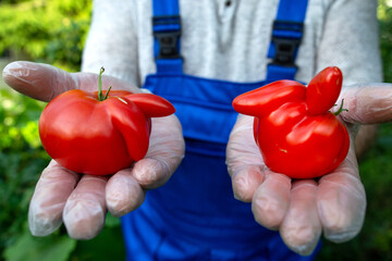 Red tomatoes of unusual shape in the hands of a male farmer