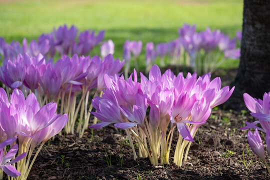 Clumps of pink autumn flowering crocus flowers, Colchium Autumnale, growing in the shade of a tree, photographed in a garden in Wisley, Surrey, UK. 