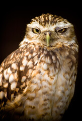 portrait of a burrowing owl on a black background