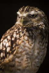 portrait of a burrowing owl on a black background
