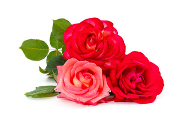 Fototapeta na wymiar Three beautiful roses.