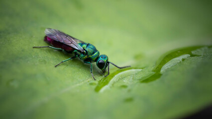 incredibly beautiful, multi-colored luster wasp drinks from a drop