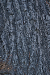 Tree trunk bark burnt after forest fire