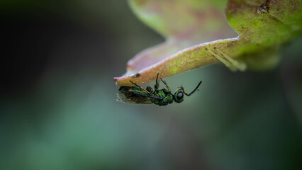 Incredibly beautiful, bright wasp wasp resting on a leaf