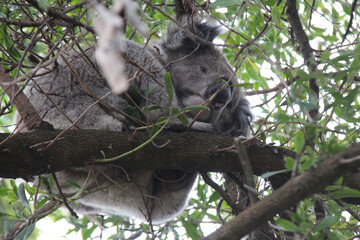 koala in australia © frdric