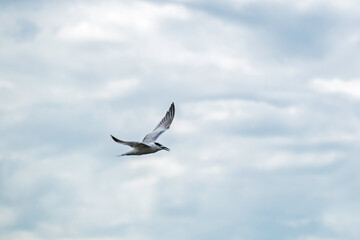 Obraz premium A Common Tern displays its wingspan as it soars among the clouds.