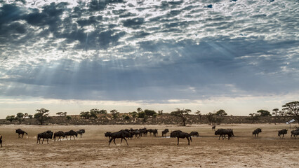 Fototapeta na wymiar Scenery with herd of Blue wildebeest with amazing sky in Kgalagadi transfrontier park, South Africa ; Specie Connochaetes taurinus family of Bovidae