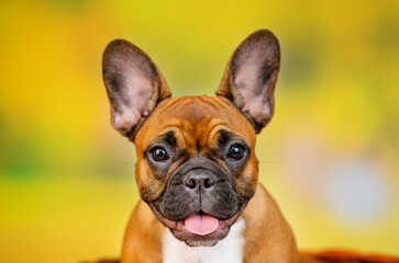 Portrait of french bulldog on nature background